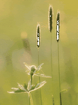 pic for Prairie Grasses